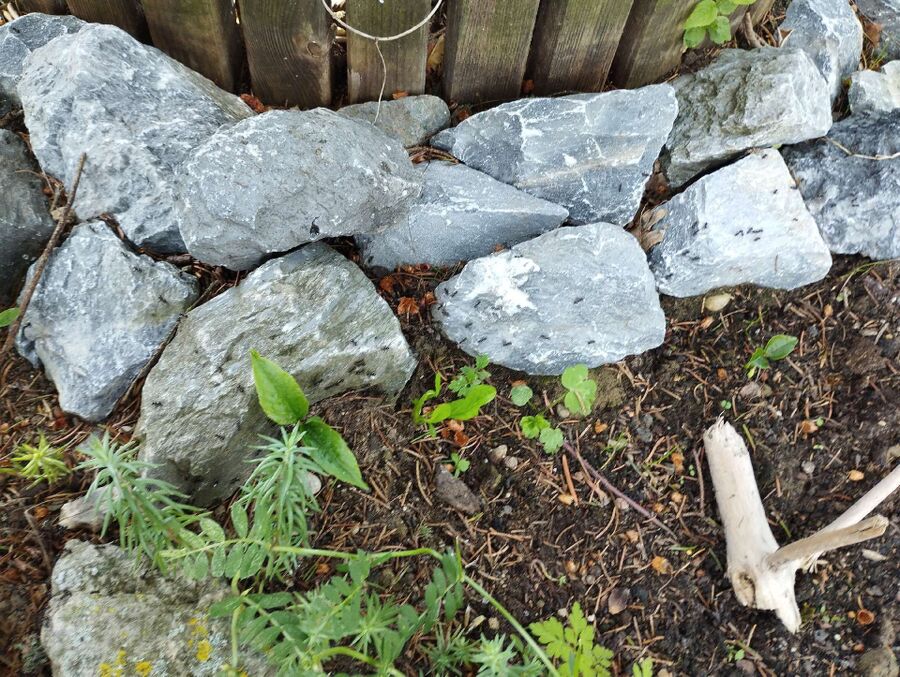 ameisen_vertreiben_bekaempfen_entfernen