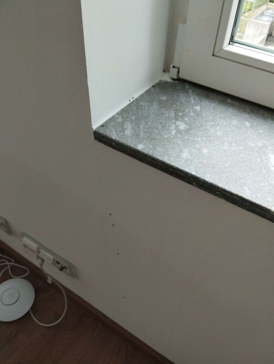 ameisen_vertreiben_bekaempfen_entfernen