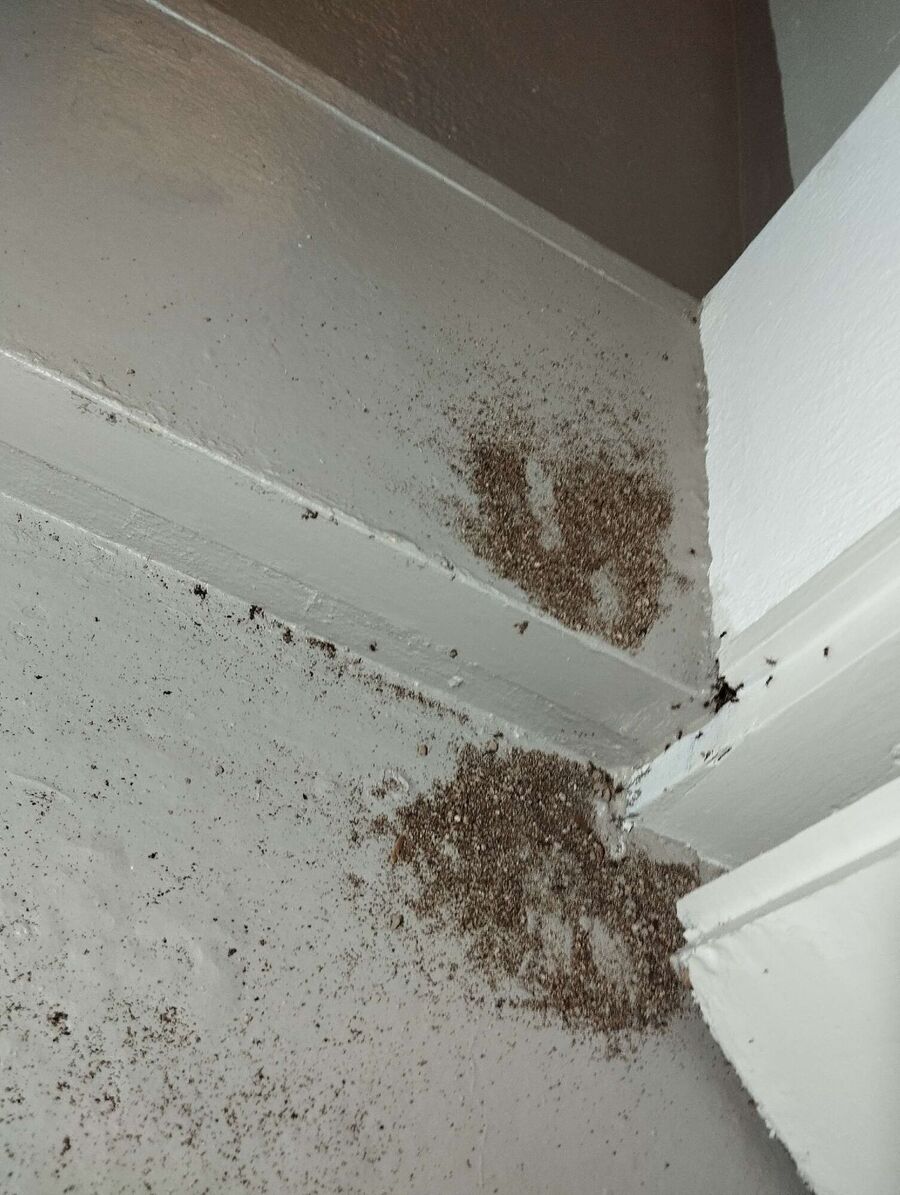 ameisen_vertreiben_bekaempfen_entfernen