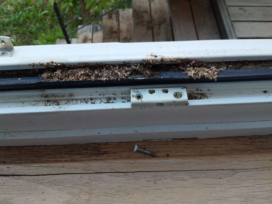 ameisen_vertreiben_bekaempfen_entfernen