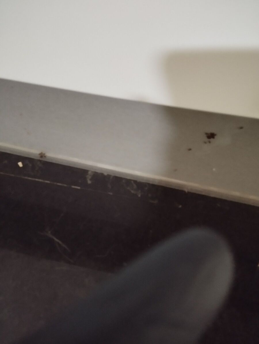 ameisen_vertreiben_bekaempfen_entfernen