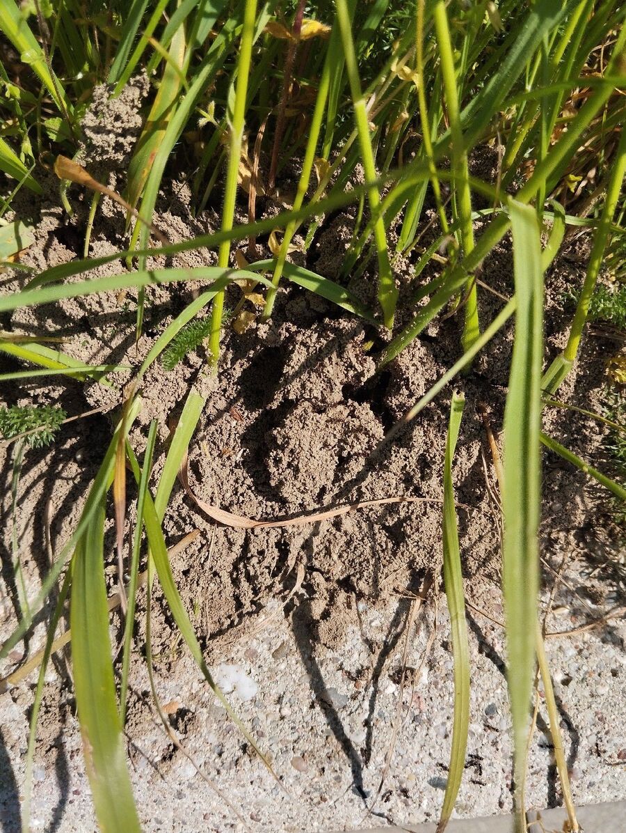 ameisen_vertreiben_bekaempfen_entfernen