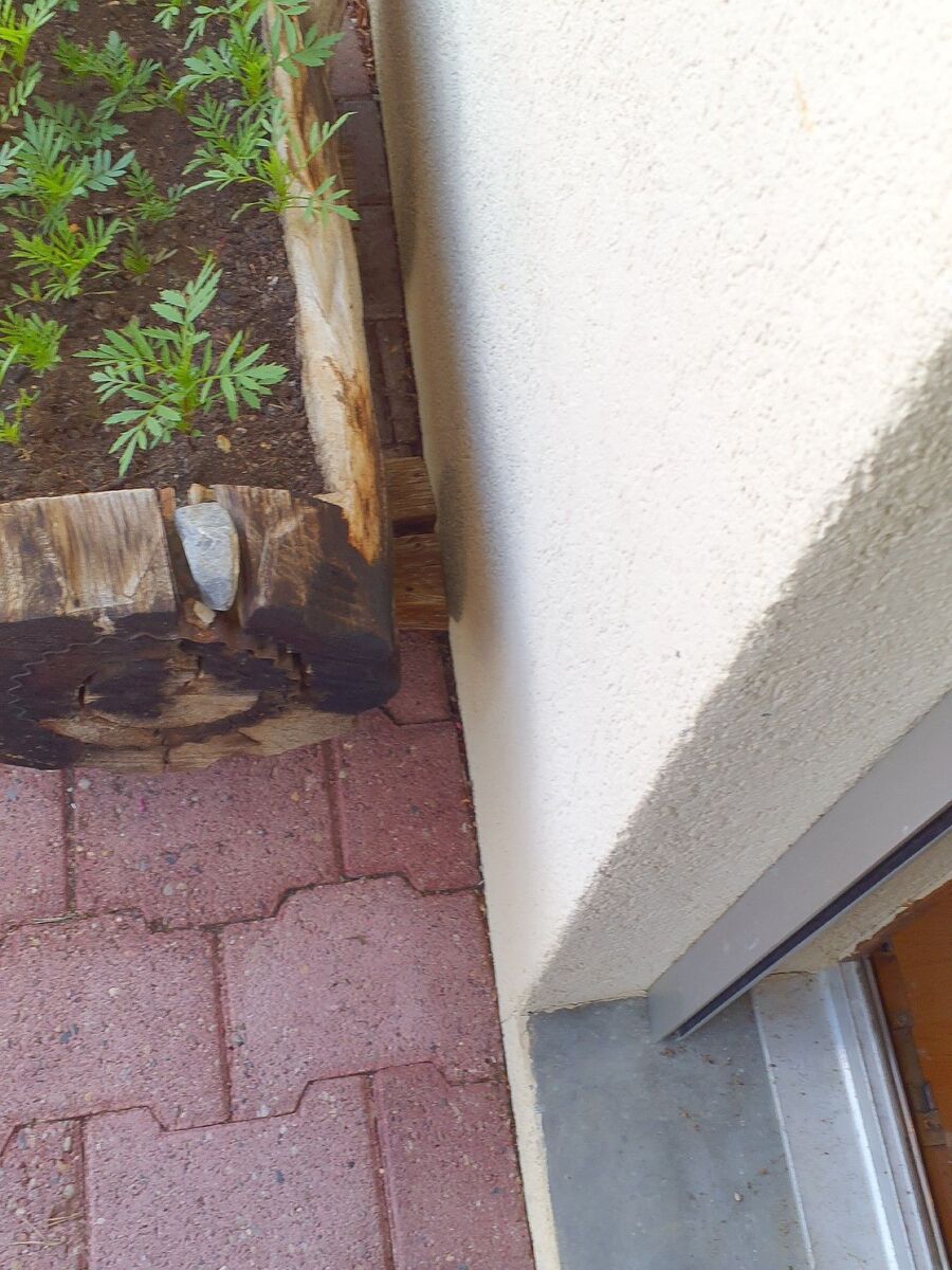 ameisen_vertreiben_bekaempfen_entfernen