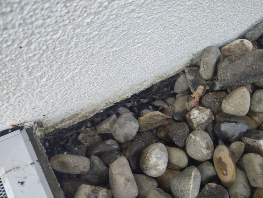 ameisen_vertreiben_bekaempfen_entfernen